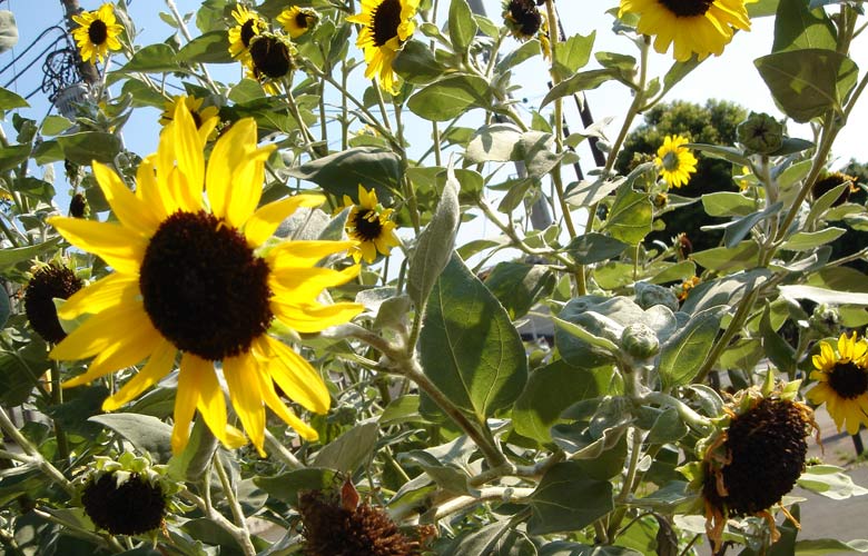 sunflower